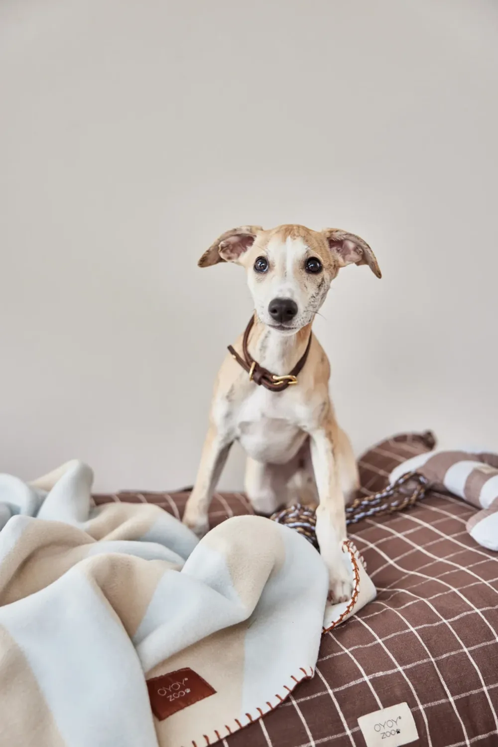 kaya_dog_blanket_medium_i_1.webp OYOY ZOO Pets>Kaya Dog Blanket Medium, Ice – OYOY