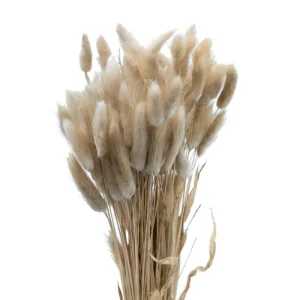 Nordichaus Flowers>Lagurus Nature