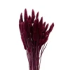 Nordichaus Flowers>Lagurus Nature Bordeaux