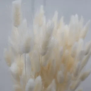 Nordichaus Flowers>Lagurus Nature White