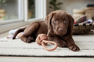 OYOY ZOO Pets>Otto Rope Dog Toy – OYOY