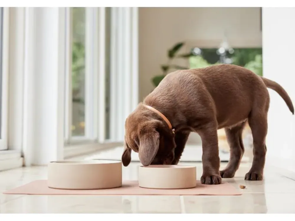 sia_dog_bowl_large_choko__1.webp OYOY ZOO Pets>Sia Dog Bowl Large Choko – OYOY