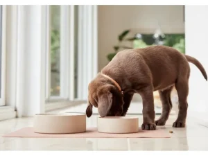 OYOY ZOO Pets>Sia Dog Bowl Large Rose – OYOY